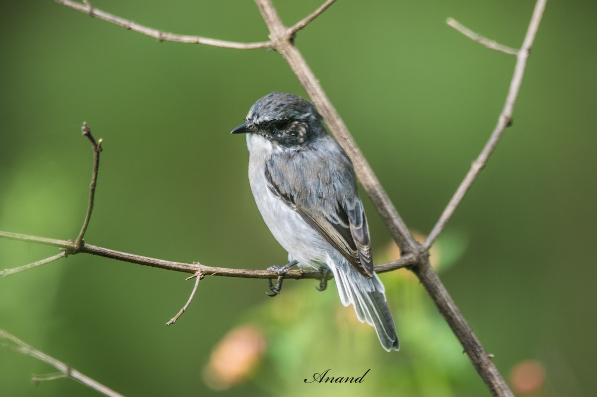 Gray Bushchat - ML642852881