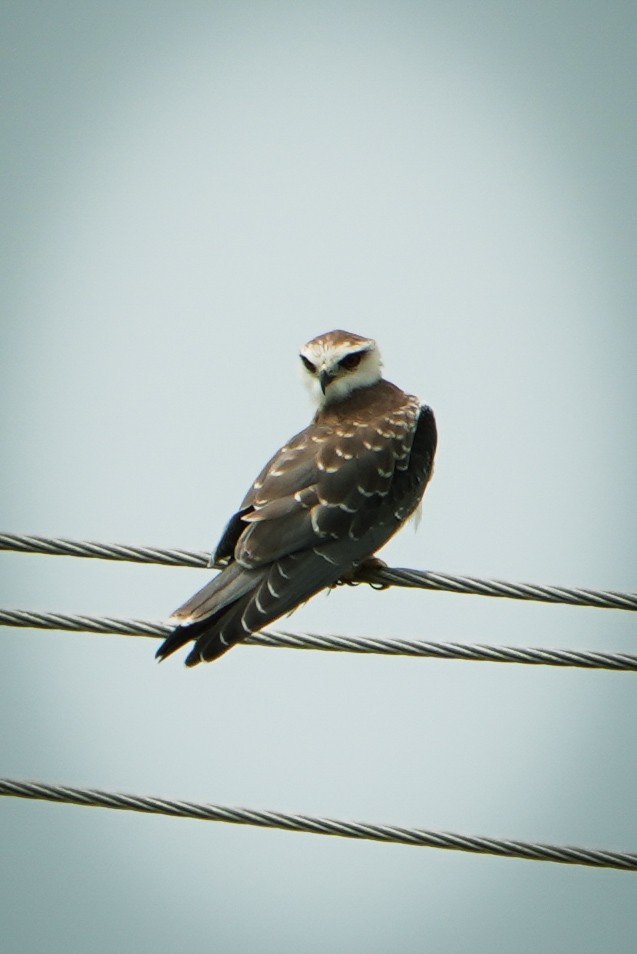 Black-winged Kite - ML642852887