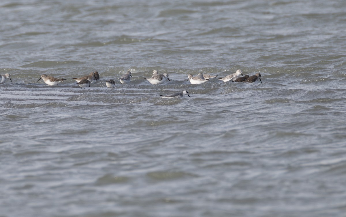 Red Phalarope - ML642852888