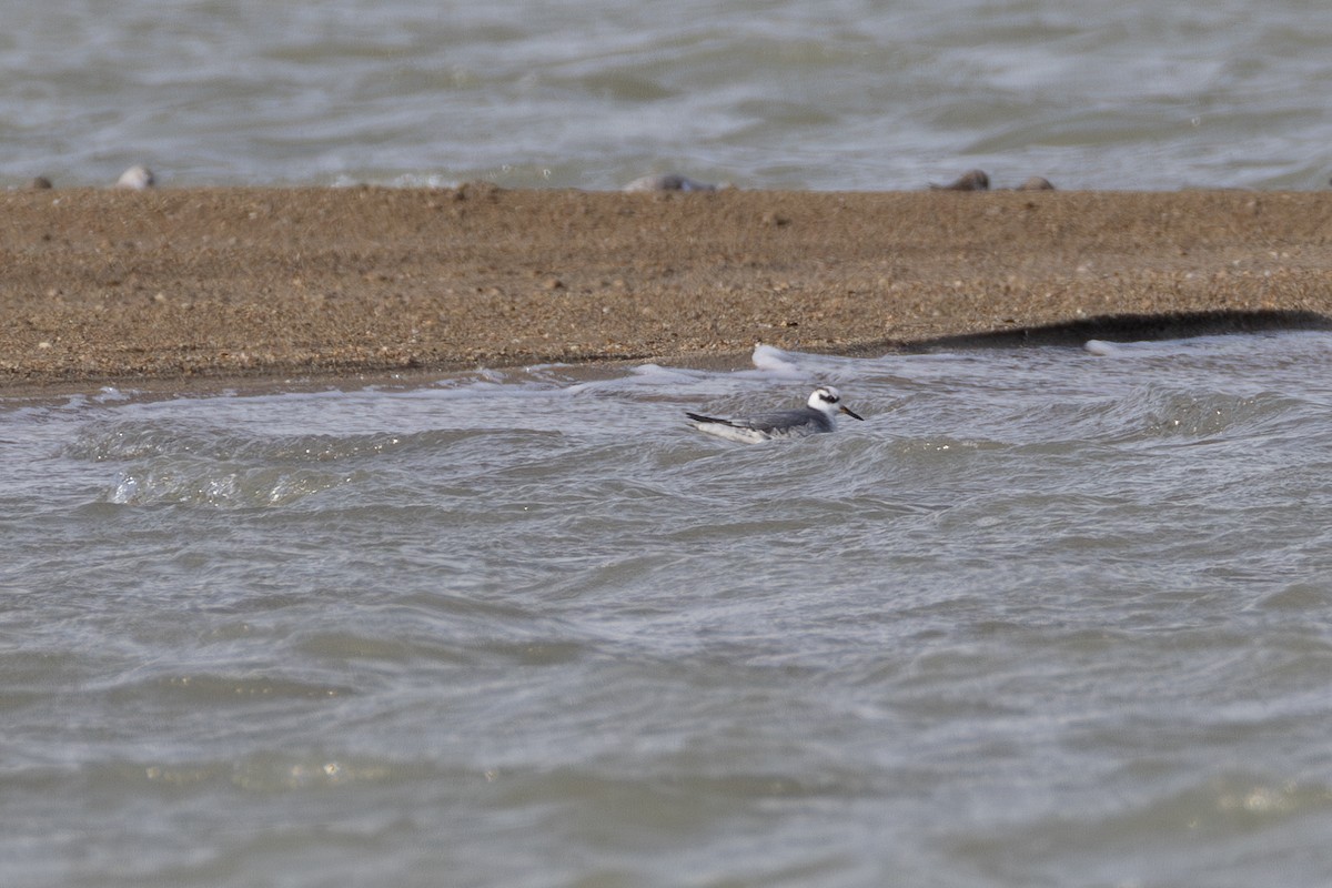 Red Phalarope - ML642852889