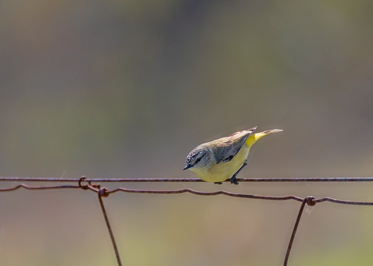 Yellow-rumped Thornbill - ML642852892