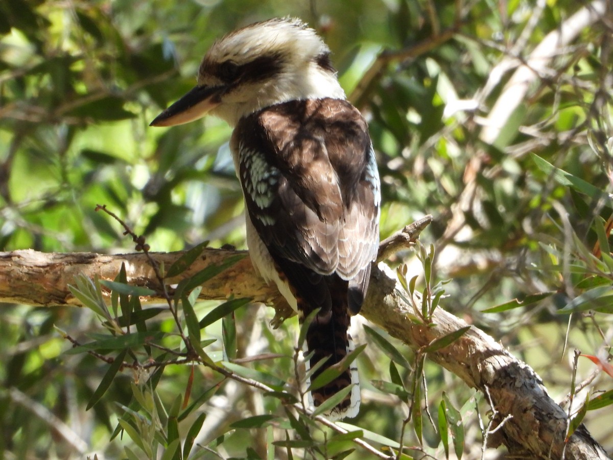 Laughing Kookaburra - ML642852910