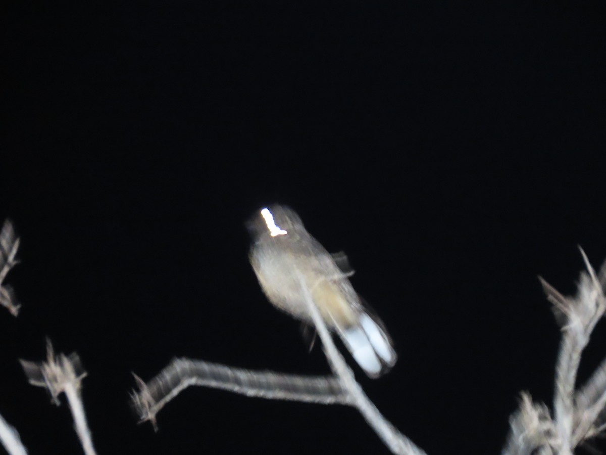 Madagascar Nightjar - ML642852919