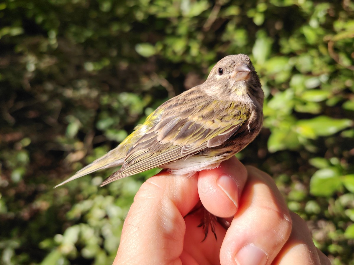 European Serin - ML642852920