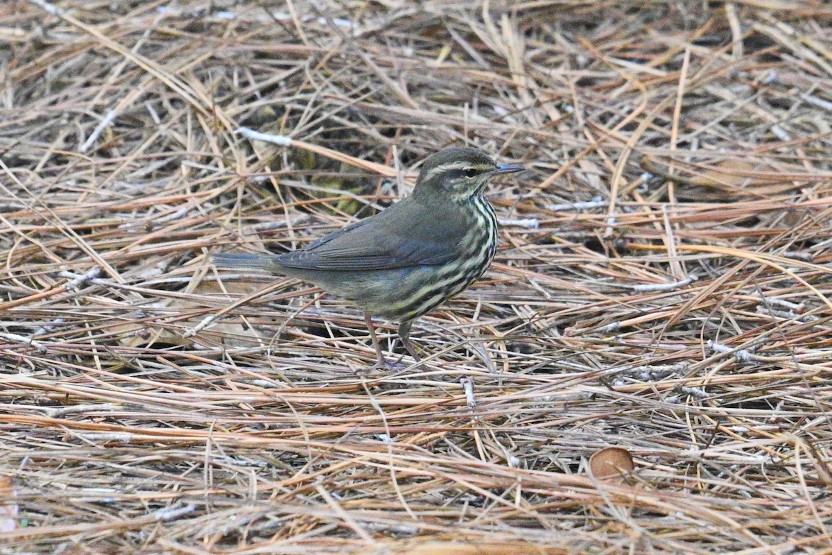 Northern Waterthrush - ML642852927
