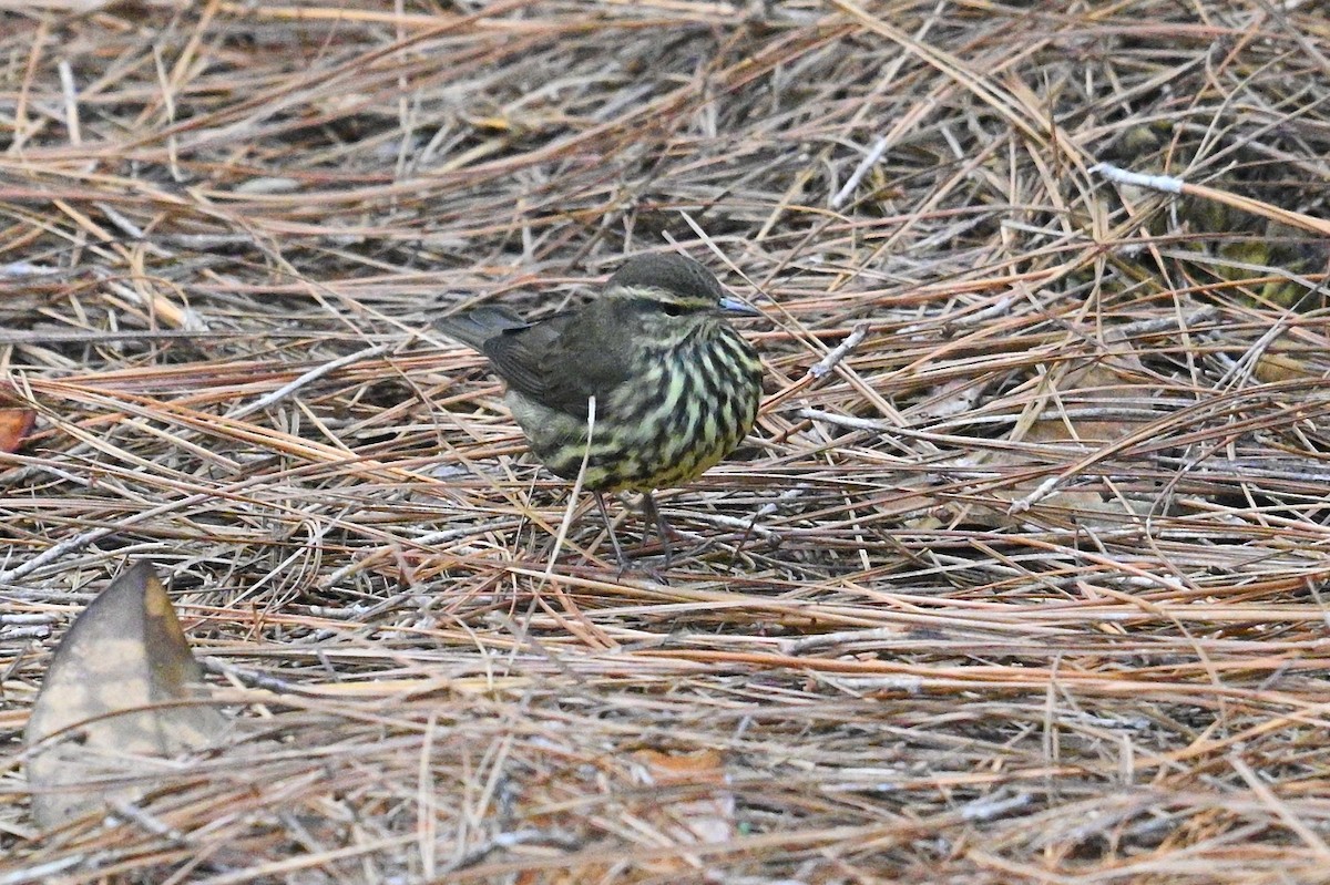 Northern Waterthrush - ML642852930