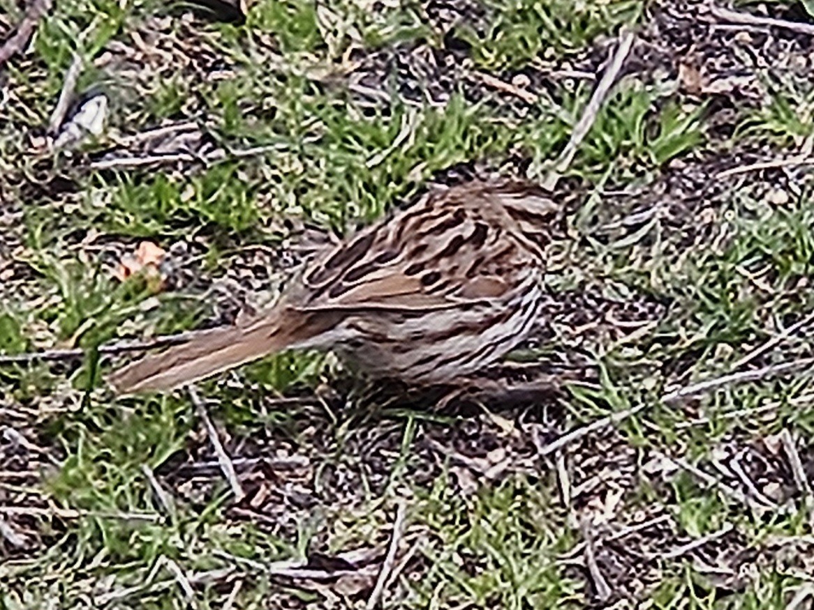 Song Sparrow - ML642852936