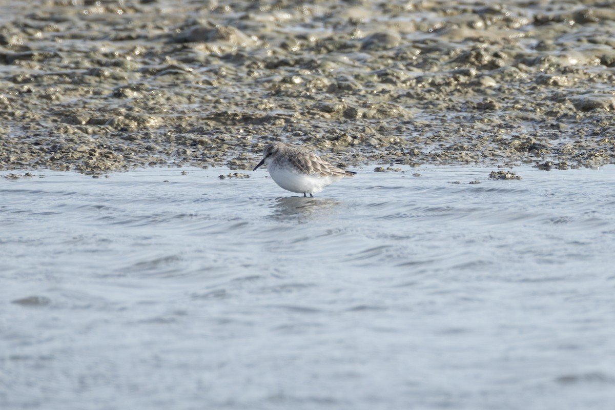 Little Stint - ML642852938