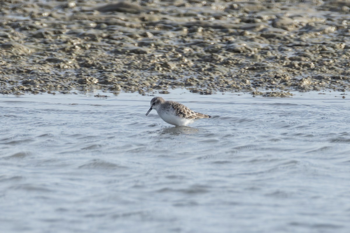 Little Stint - ML642852939
