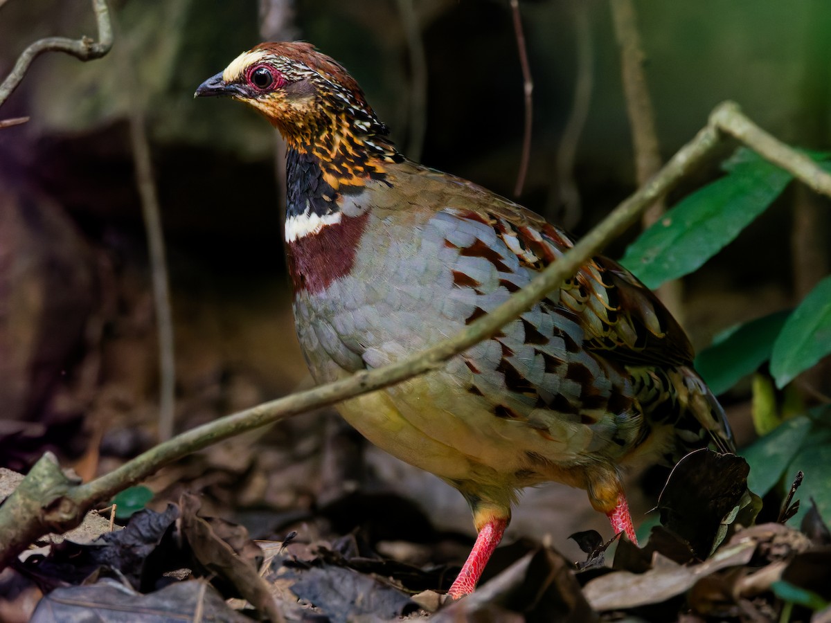 White-necklaced Partridge - ML642852940