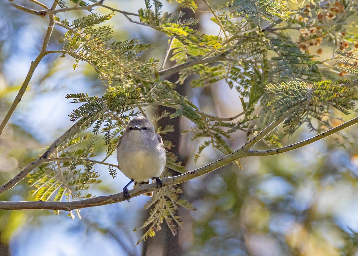 Western Gerygone - ML642852942