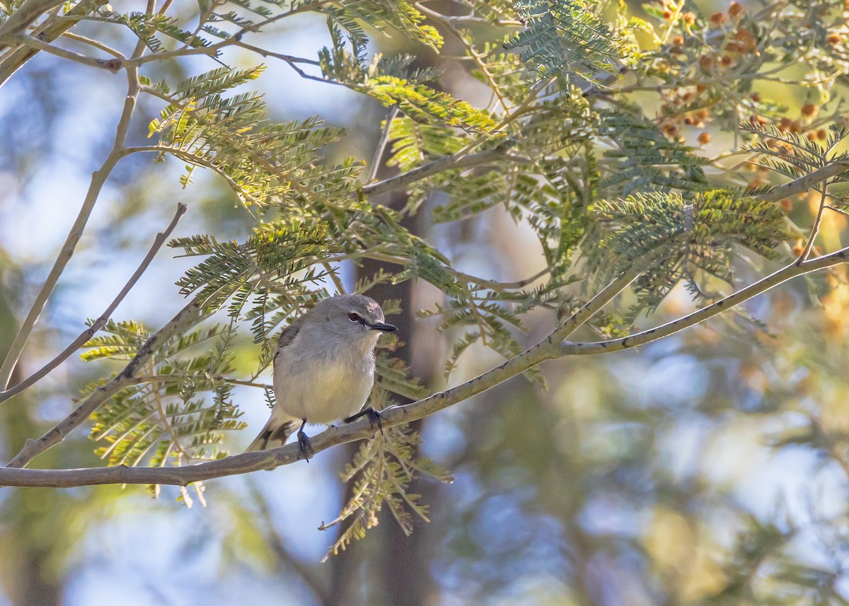 Western Gerygone - ML642852943