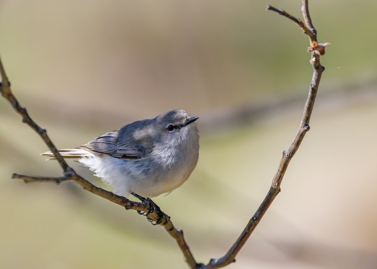Western Gerygone - ML642852944