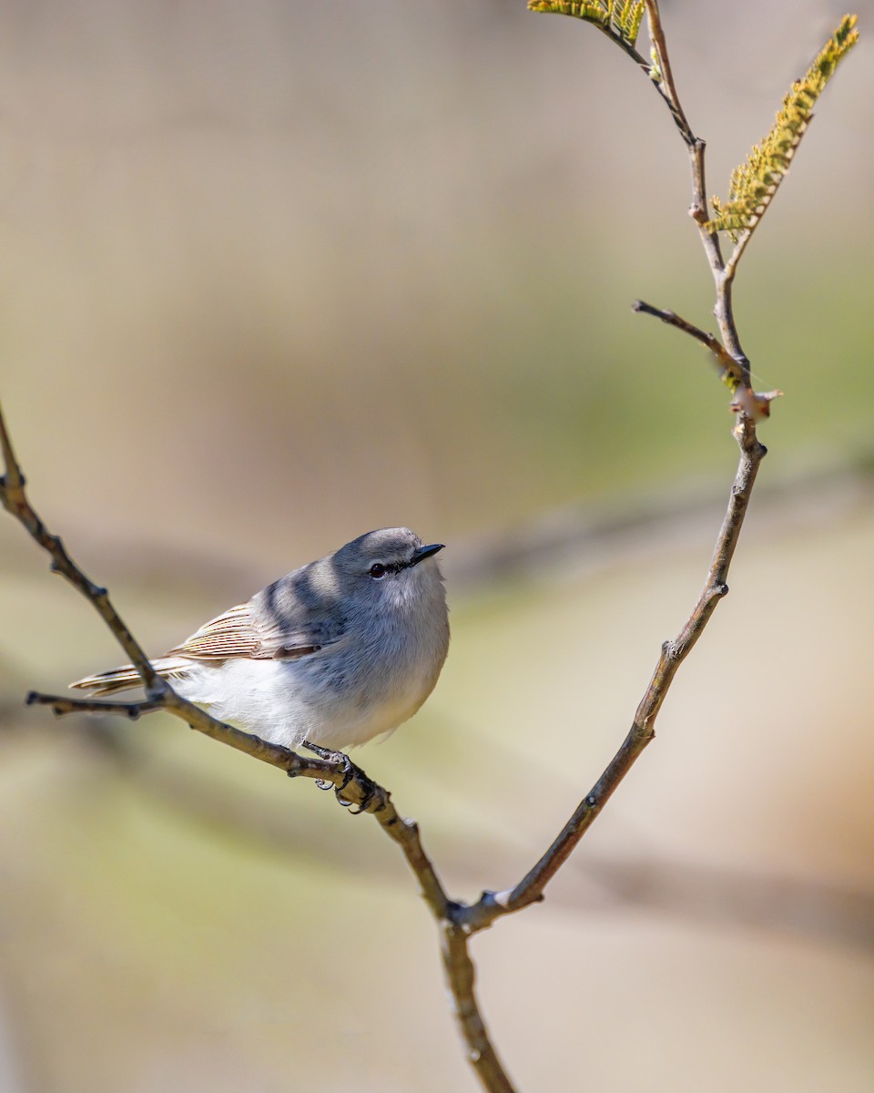 Western Gerygone - ML642852945