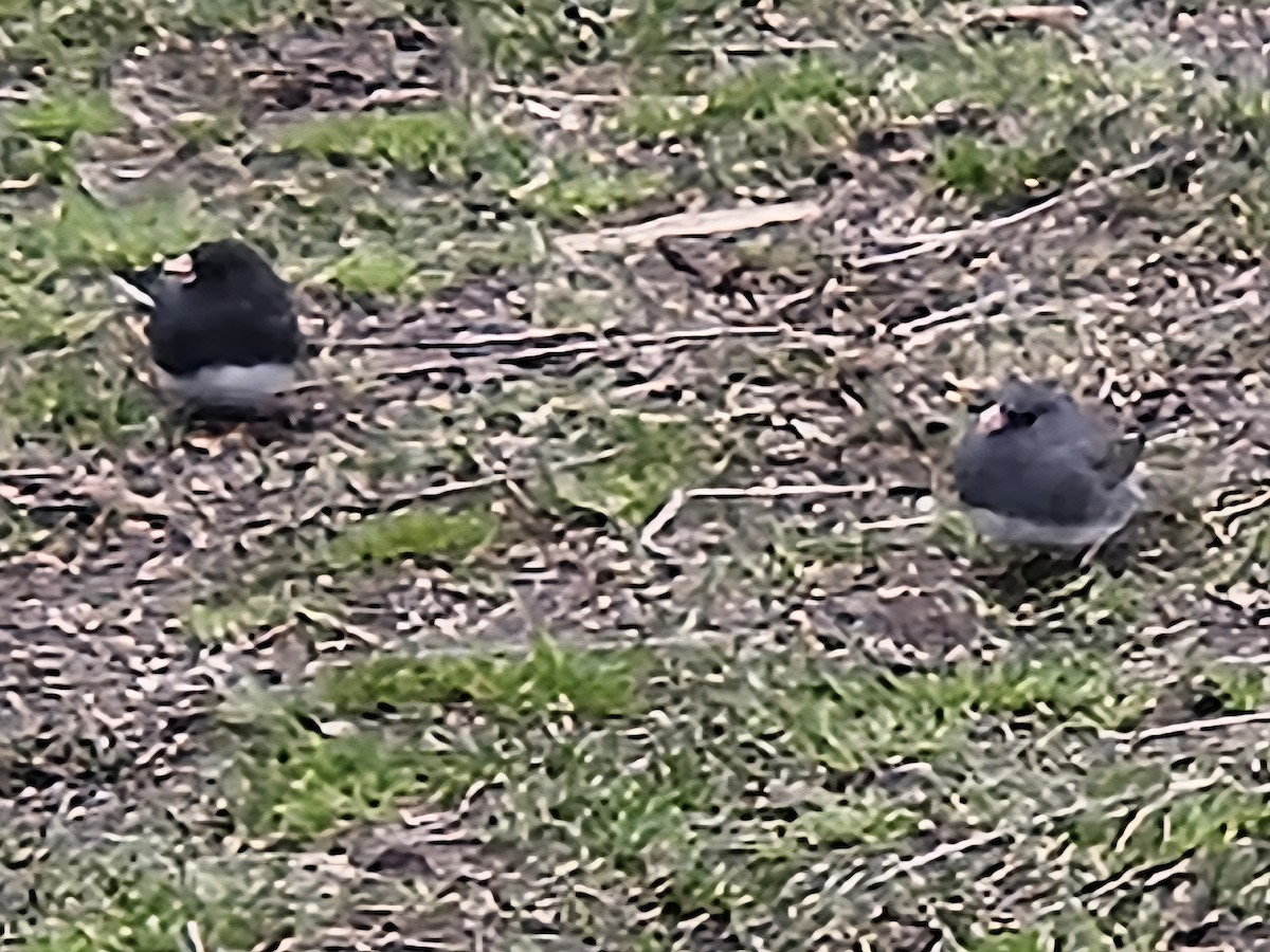 Dark-eyed Junco - ML642852946