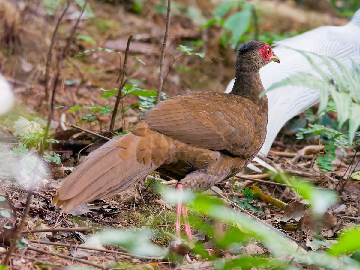 Silver Pheasant - ML642852953