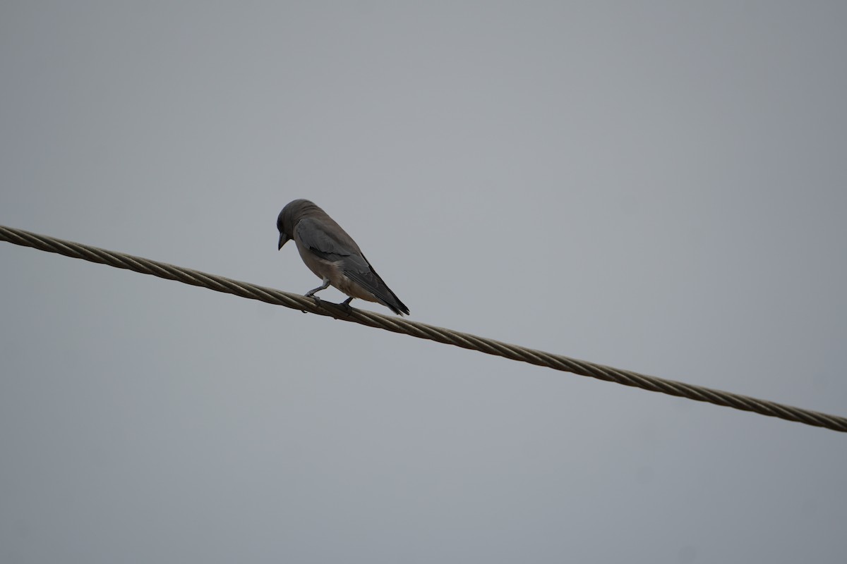 Ashy Woodswallow - ML642852967