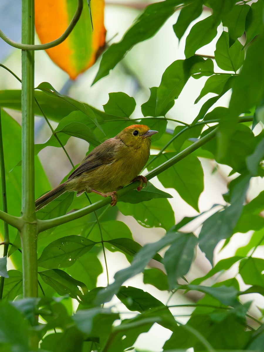 Rufous-capped Babbler - ML642852969