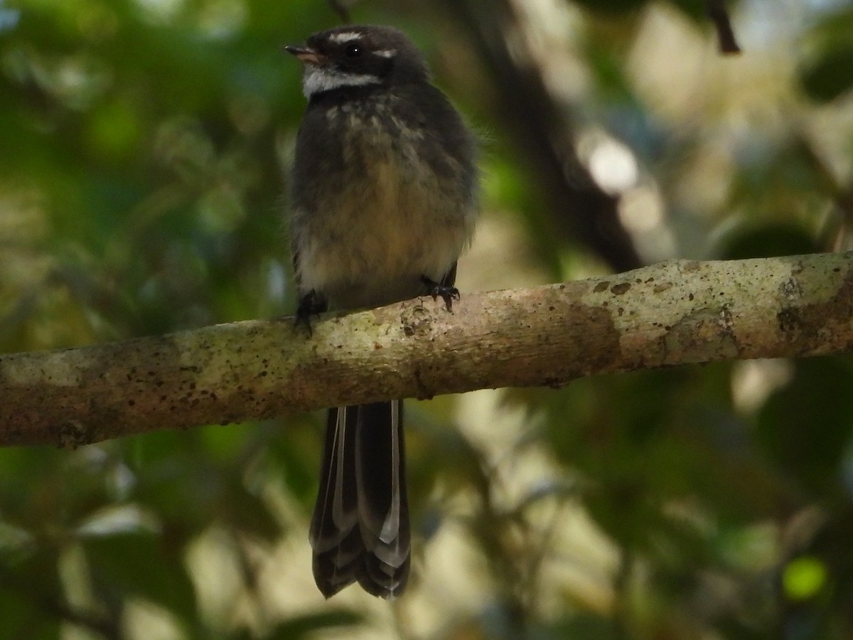 Gray Fantail - ML642852978