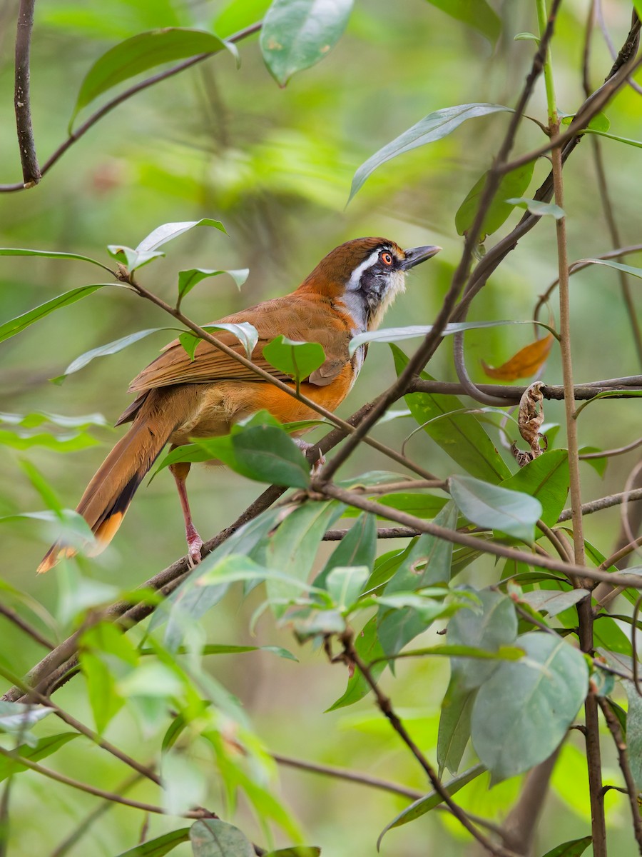 Lesser Necklaced Laughingthrush - ML642852979