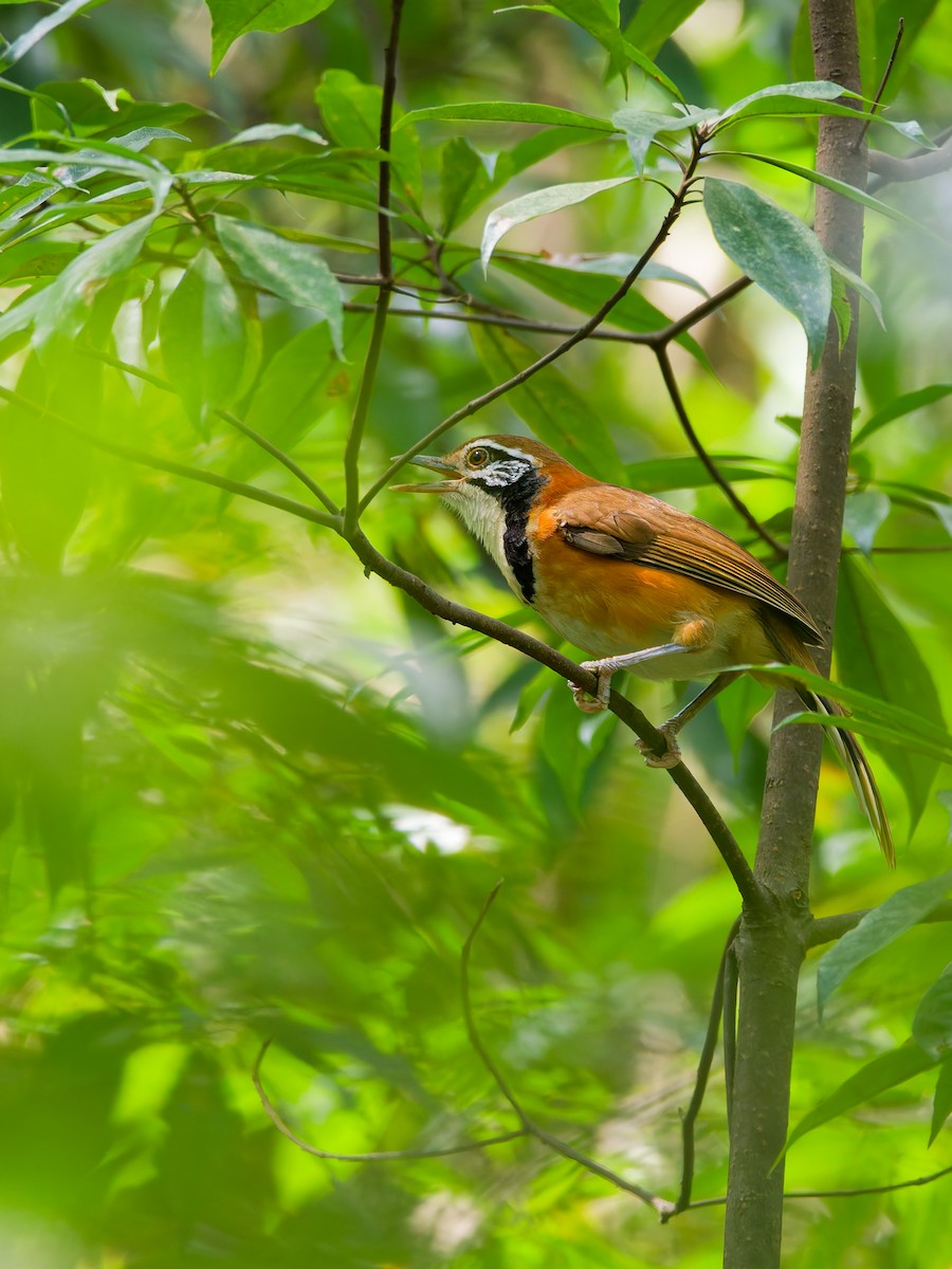 Greater Necklaced Laughingthrush - ML642852985