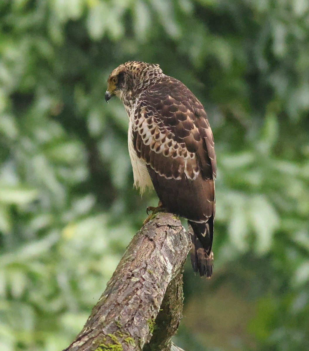 Crested Serpent-Eagle - ML642852987