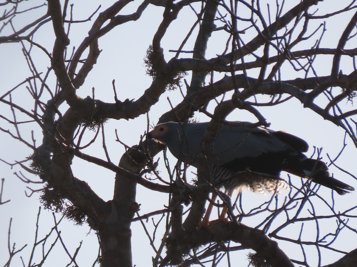 Madagascar Harrier-Hawk - ML642853007