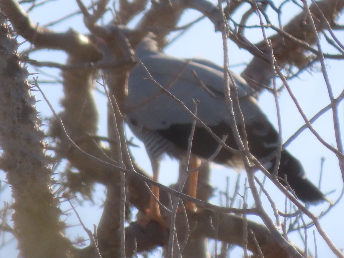 Madagascar Harrier-Hawk - ML642853008