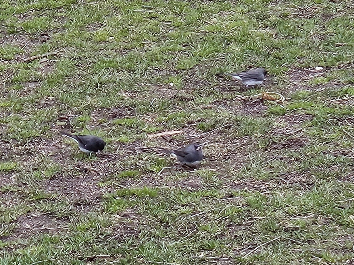 Dark-eyed Junco - ML642853009