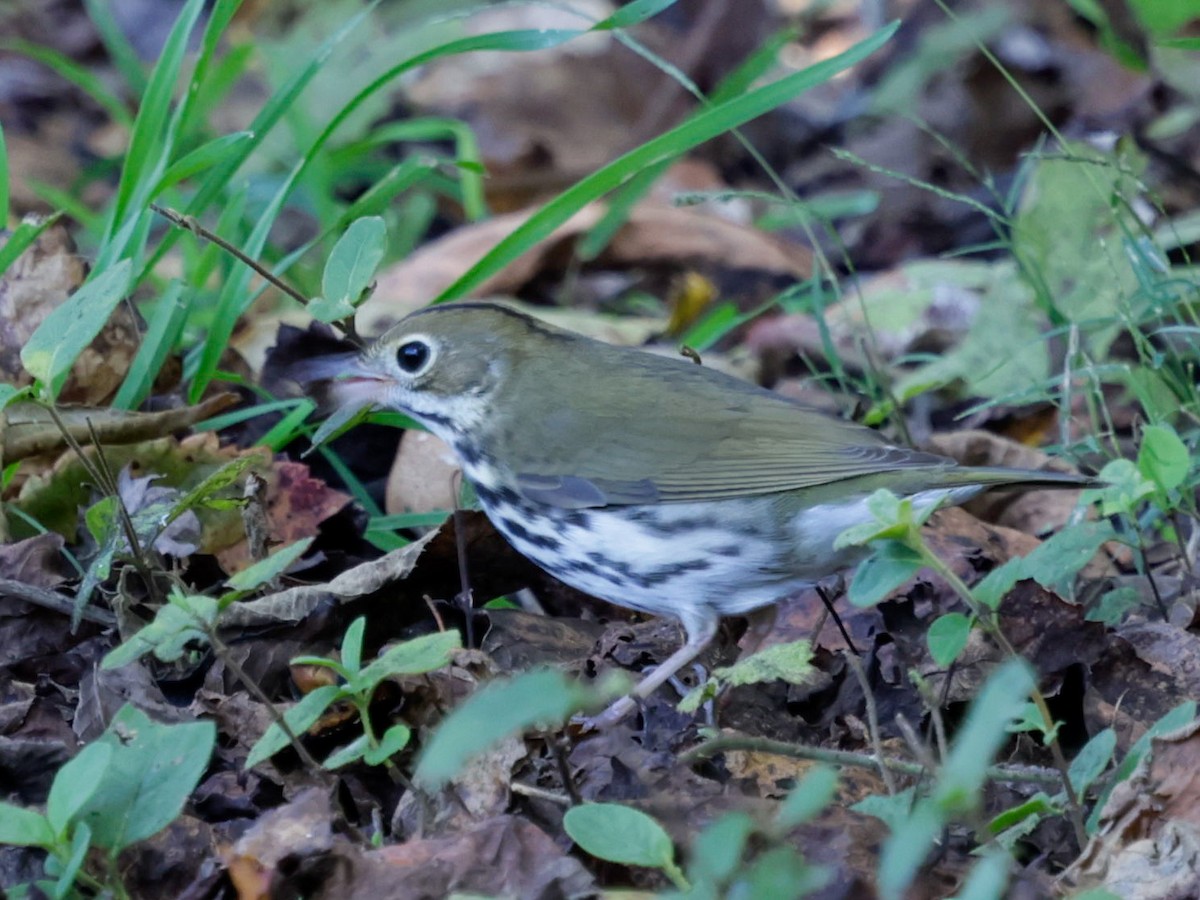 ovnparula - ML642853018