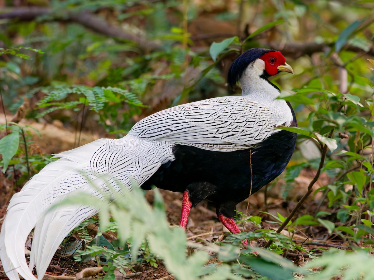 Silver Pheasant - ML642853024