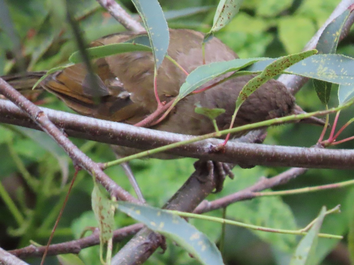 Pale-breasted Thrush - ML642853038