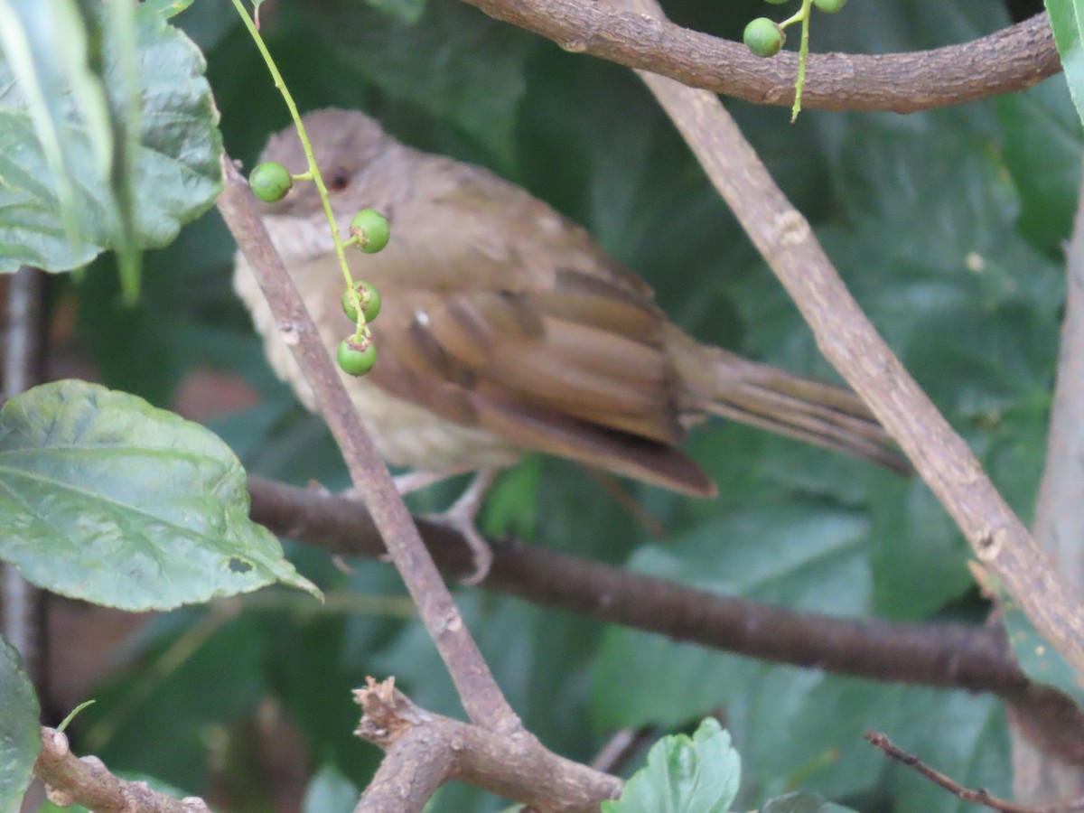 Pale-breasted Thrush - ML642853039