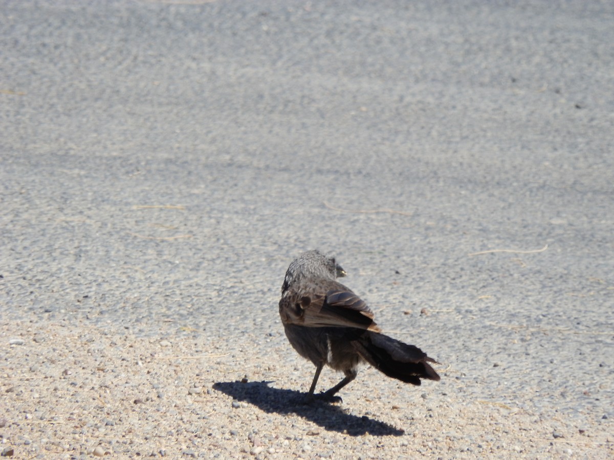 Apostlebird - ML642853040