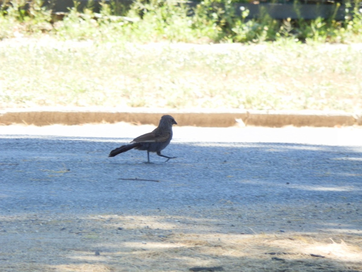 Apostlebird - ML642853041