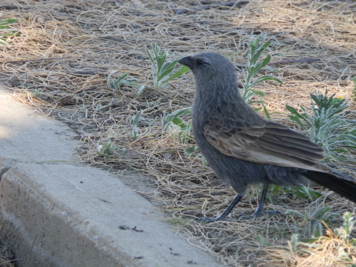 Apostlebird - ML642853042
