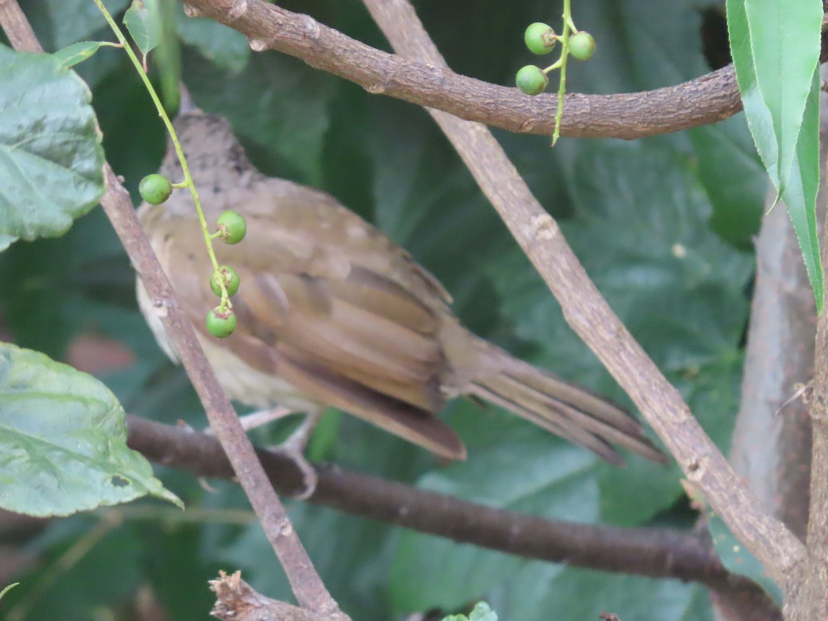 Pale-breasted Thrush - ML642853043