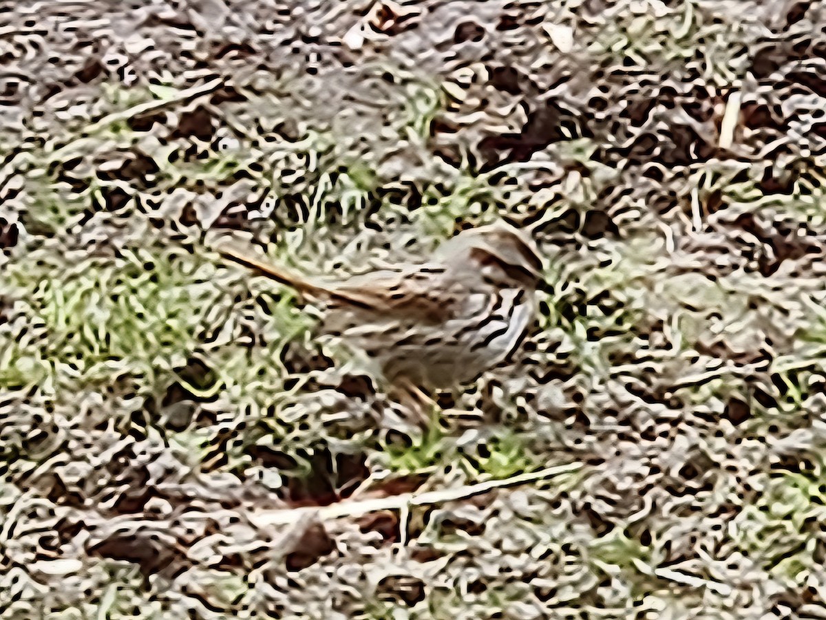 Song Sparrow - ML642853046