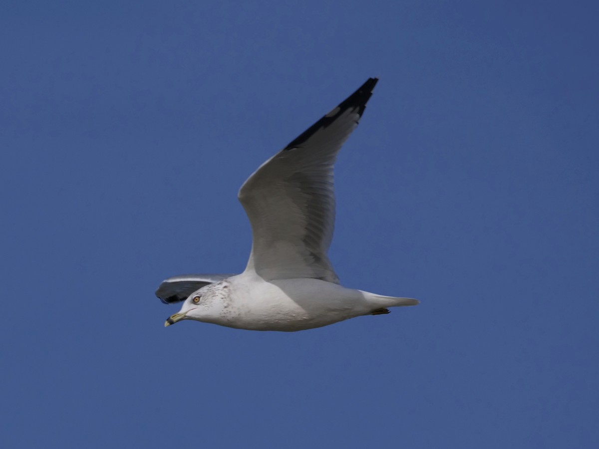 Ring-billed Gull - ML642853074