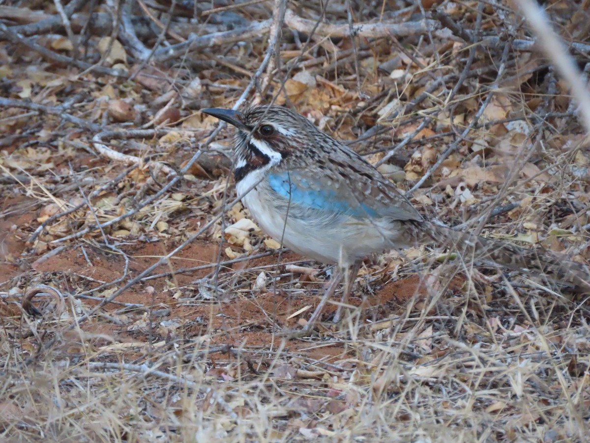 Long-tailed Ground-Roller - ML642853076