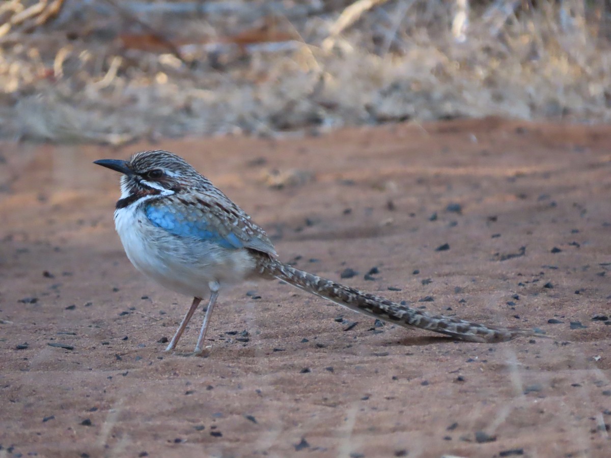 Long-tailed Ground-Roller - ML642853078