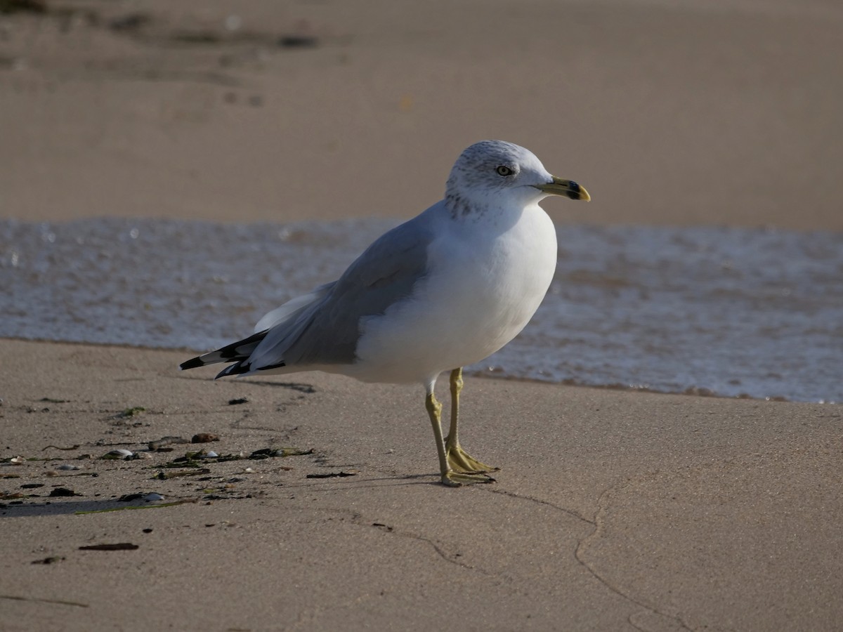 Ring-billed Gull - ML642853098
