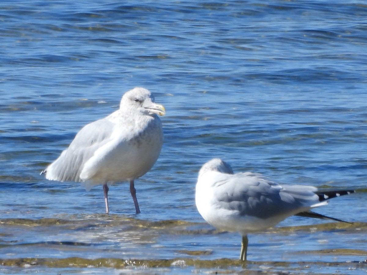 American Herring Gull - ML642853102