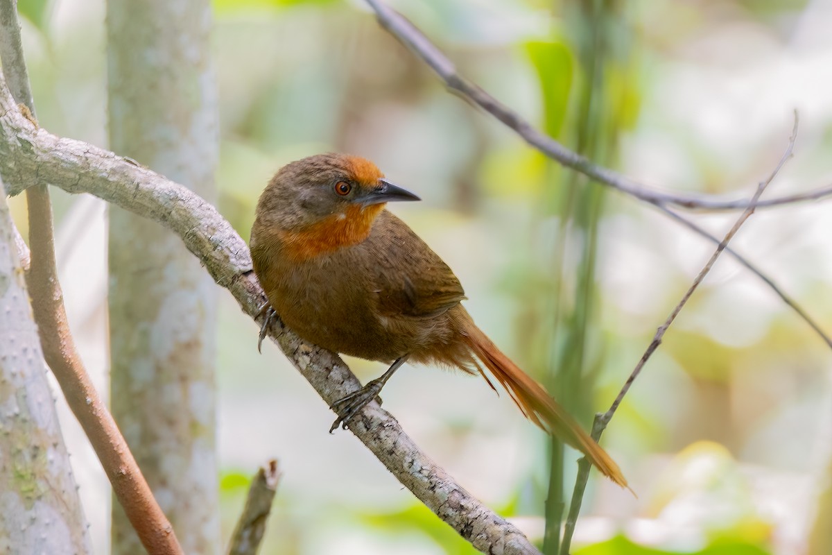 Orange-eyed Thornbird - ML642853113