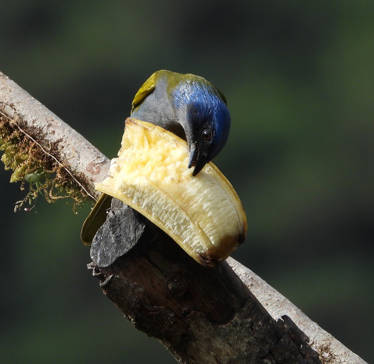 Blue-capped Tanager - ML642853126