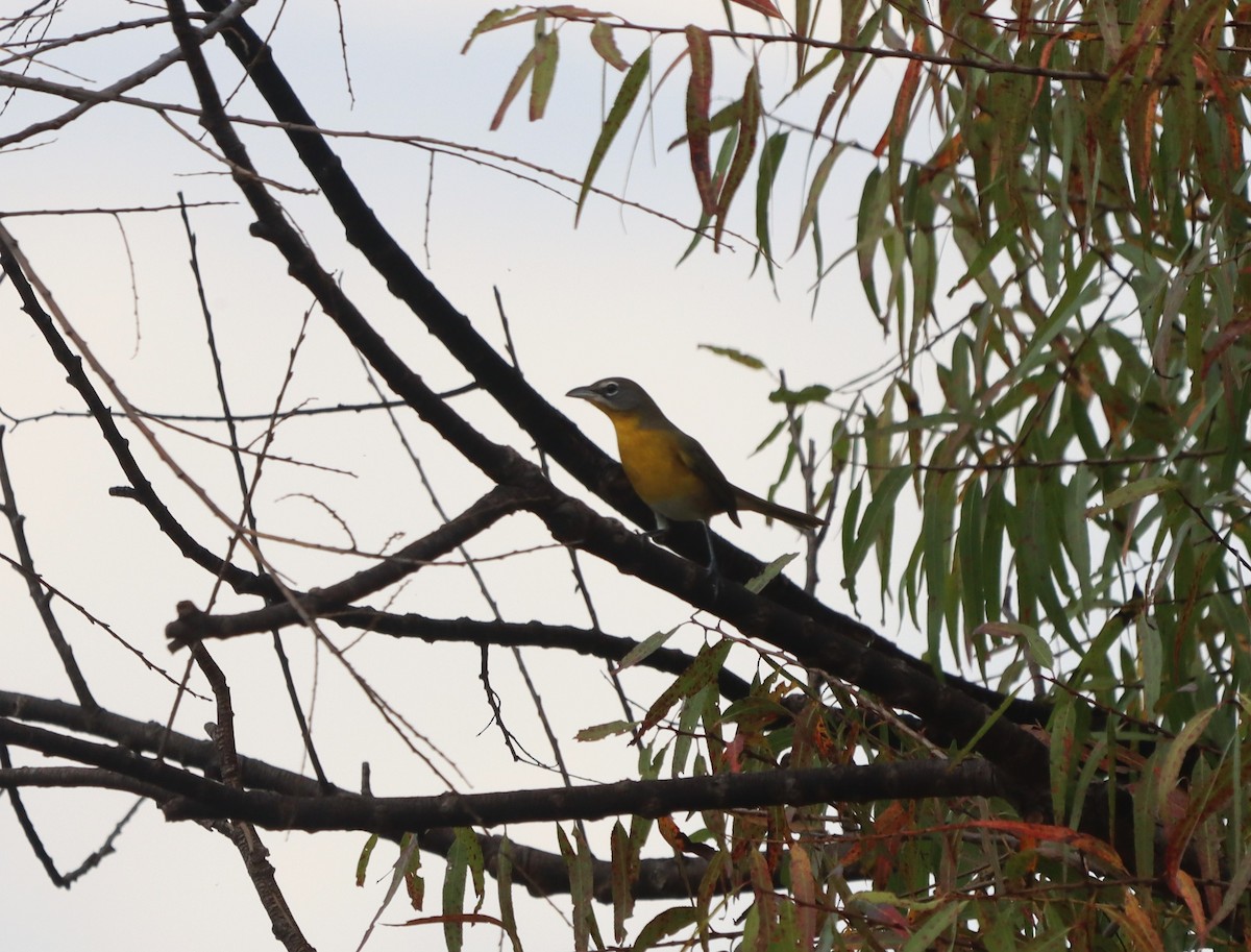 Yellow-breasted Chat - ML642853128