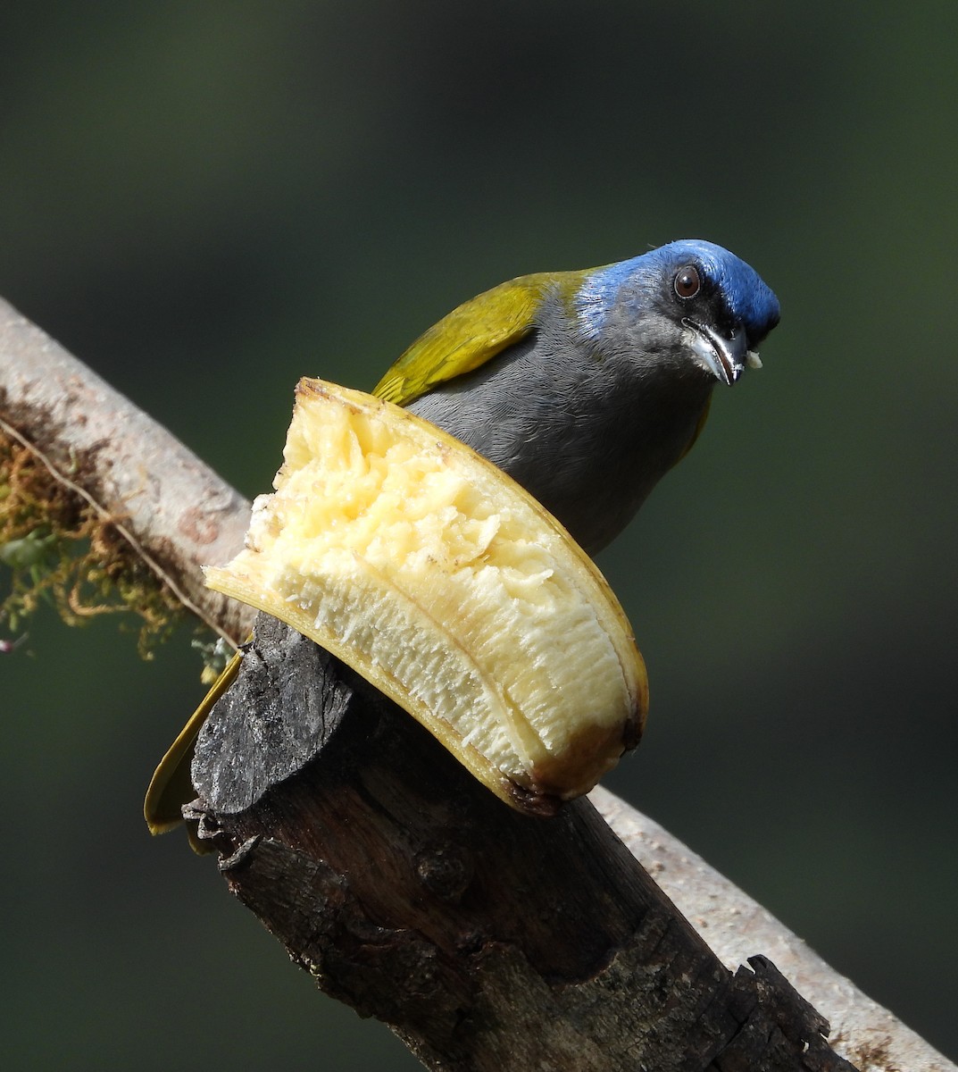 Blue-capped Tanager - ML642853129