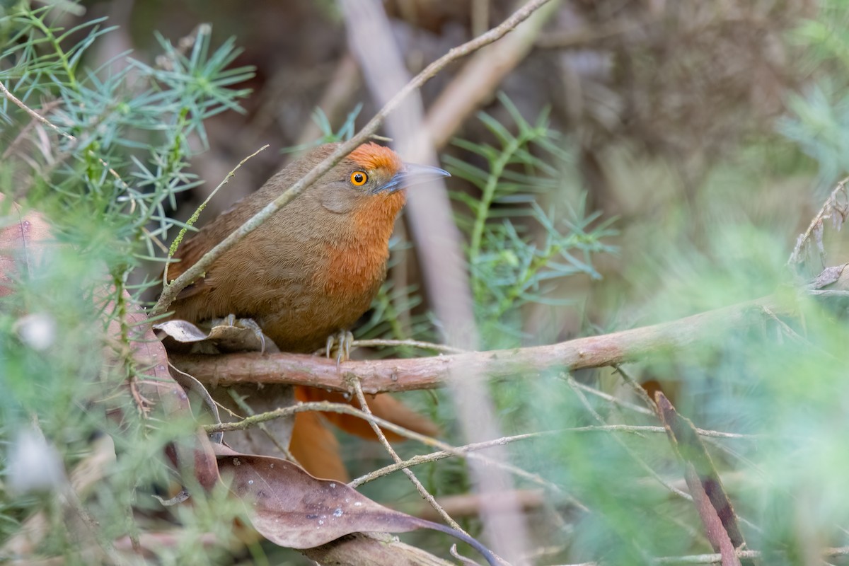 Orange-eyed Thornbird - ML642853130