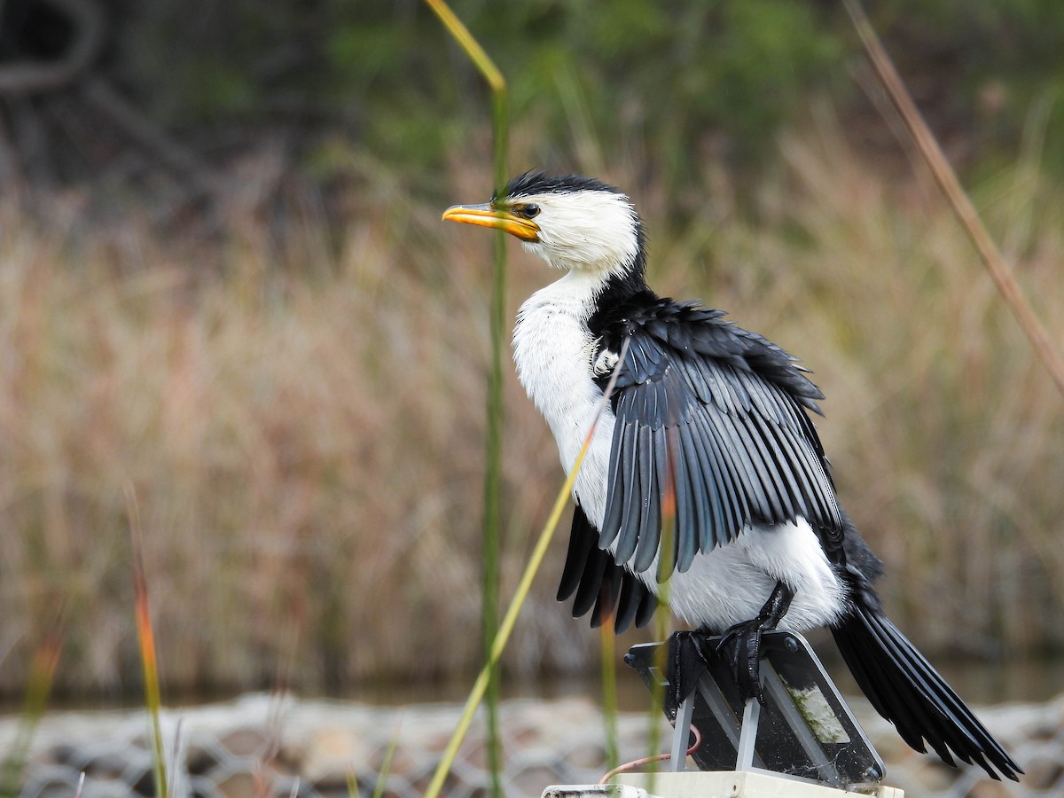 Little Pied Cormorant - ML642853132