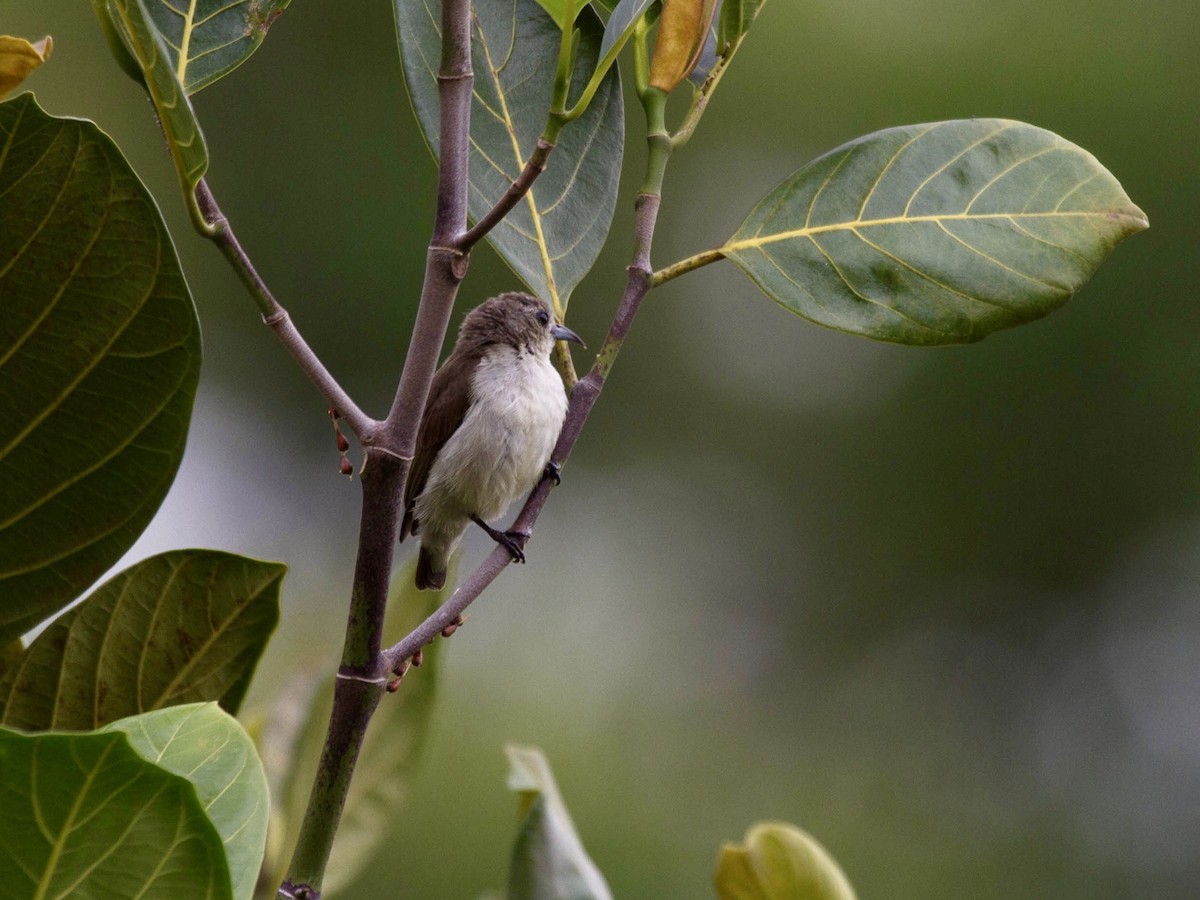 Nilgiri Flowerpecker - ML642853139